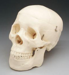 Skull Life Size