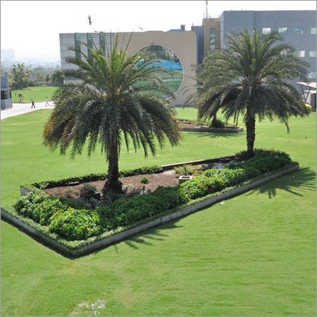 पेड़ प्रत्यारोपण सेवाएँ