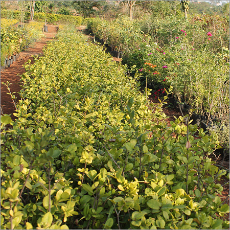 पाम पौधे