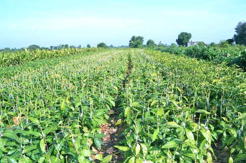 ग्राफ्टेड आम के पौधे