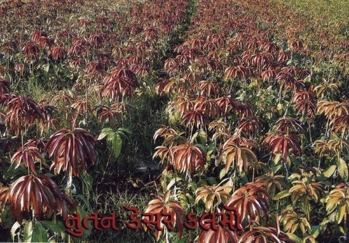 ग्राफ्टेड केसर आम के पौधे