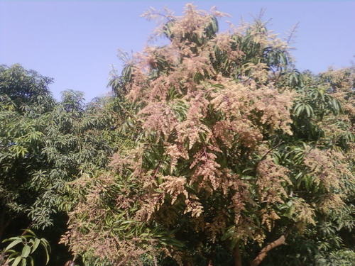 भारतीय आम पौधे