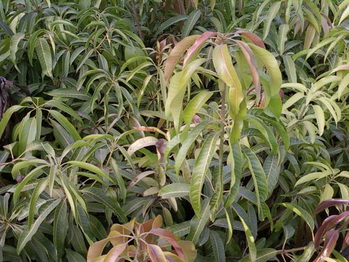 अल्फांसो आम के पौधे