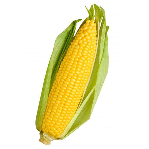 Maize