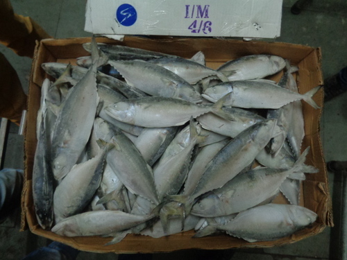Fish Indian Mackerel