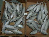 जमे हुए भारतीय मैकेरल मछली