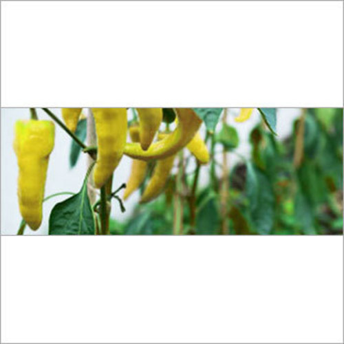 पीला पेपरिका