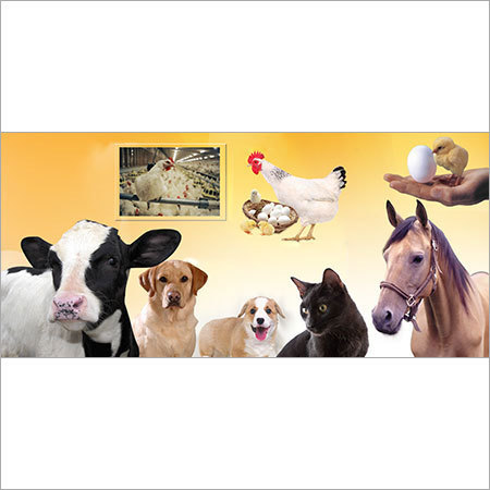 स्यूडोमोनोस डेनिट्रिफंस