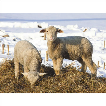 MBSIL - साइलेज प्रोबायोटिक्स