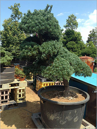 पिनस हैलेपेंसिस बोन्साई पेड़