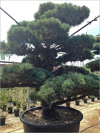 पाइनस थुनबर्गी बौन्साई पेड़