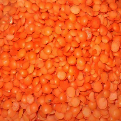 लाल मसूर