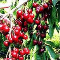 लाल चेरी