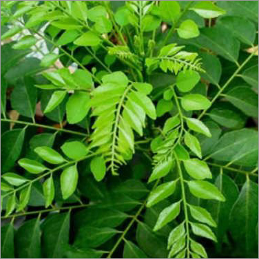 Curry Leaves - Fresh Green Leaves, Rich Taste, Aromatic Flavor, High Medicinal Value, Long Shelf Life, Ideal for Culinary Uses and Traditional Medicine