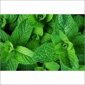 Mint leaves