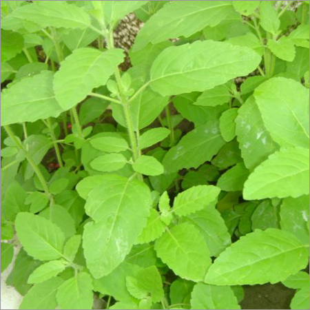 Tulsi Leaf - Fresh, Variable Size, Green | Disease-Free, Non-Toxic, Hygienic Packing, Long Shelf Life, Rich Taste, High Purity
