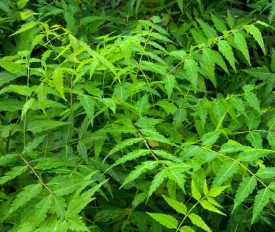 Neem leaves