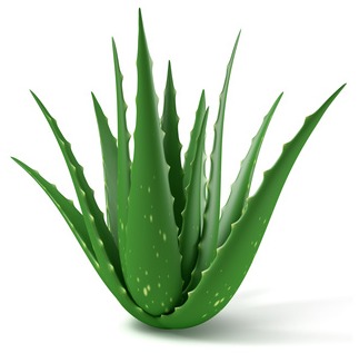 Aloe Vera Leaf