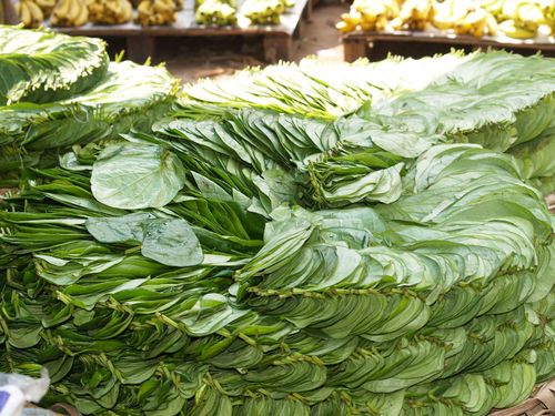 Betel Leaves - Organic, Variable Size, Green | Fresh, Medicinal, Long Shelf Life, Safe to Consume, Easy to Digest