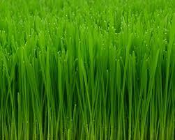Wheat Grass