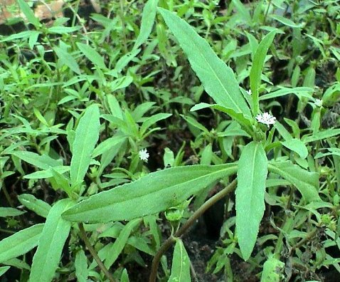 करीसालक्कन्नी के पत्ते (सफेद और पीले)