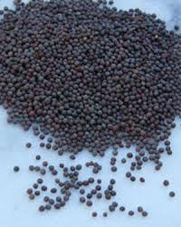 Mustard Seeds