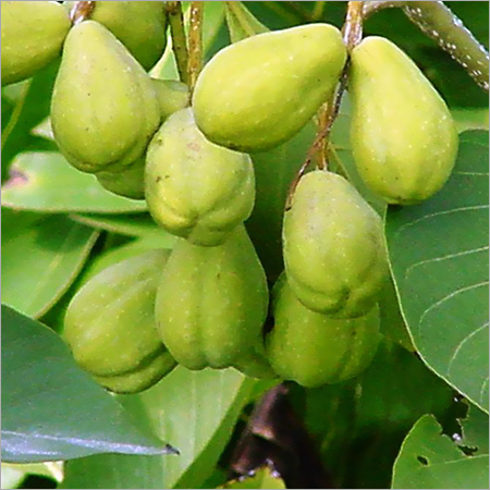 Terminalia Chebula Extract - Powder Form, 99% Purity | Highly Effective, 100% Herbal, Free from Adulteration, Airtight Packaging