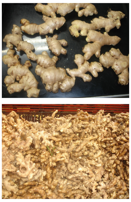 Fresh Gingers