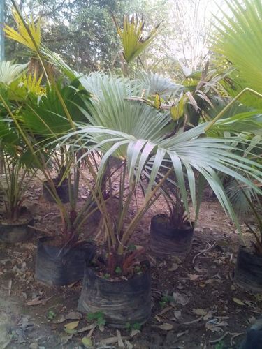 चीनी पंखा पाम