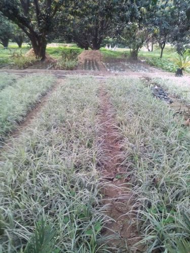 टर्फग्रेस