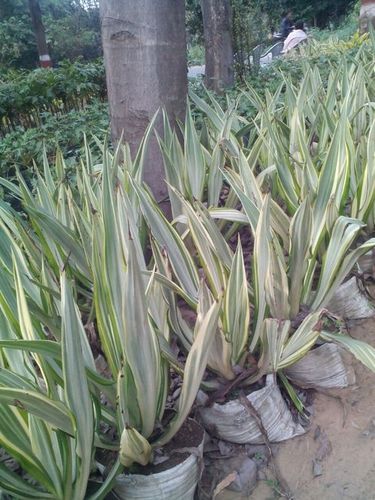 Farkeria Pam