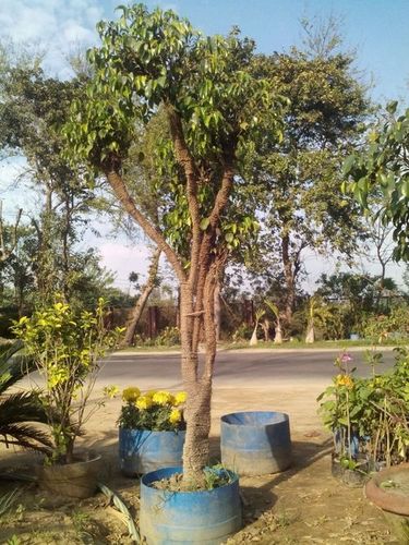 फाइकस का पेड़
