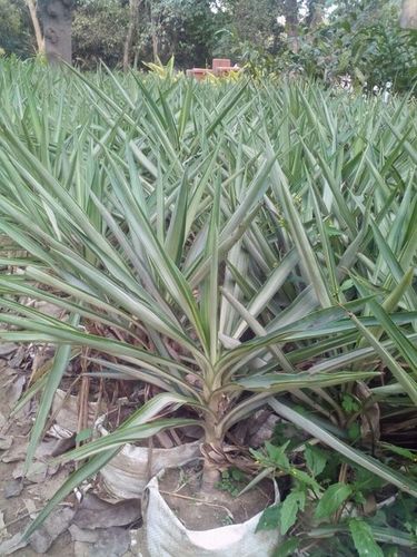 स्पोनिश पाम और वारिगेटेड पौधे