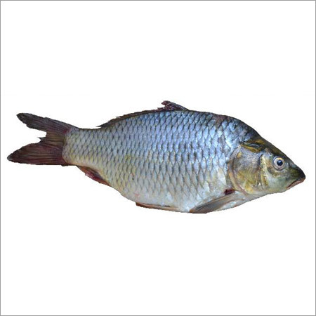 सी किंगफिश
