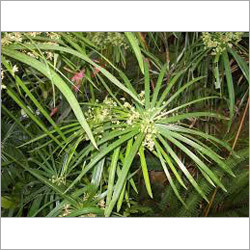 Nagarmotha Oil
