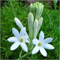 राजनिगंधा पानी