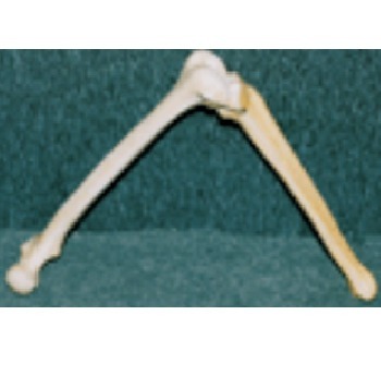 Femur & Tibia