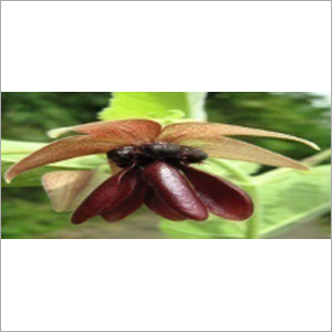 उल्टकमल