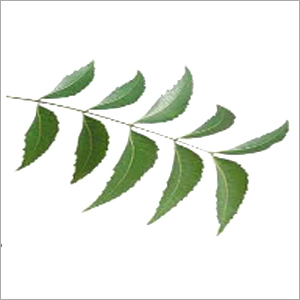 Neem Leaves - Natural Herbal Antiseptic, Rich in Nutrients and Antioxidants for Skin Health and Immune Support