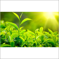 Green Tea