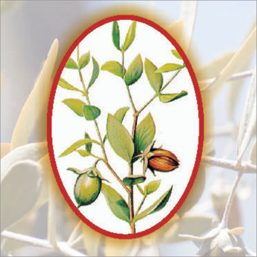 जोज़ोबा तेल