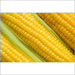 Yellow Corn