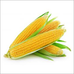Organic Corn
