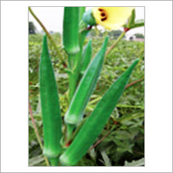 Green Bhindi F1 Hybrid Saloni Seeds