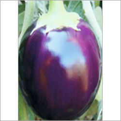 Purple Brinjal F1 Hybrid Prabha Kiran