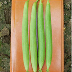 Green Spongegourd F-1 Hybrid Usha