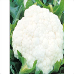 White And Green Cauliflower Kartiki