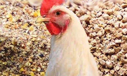 हैल्क्विनोल बीपी