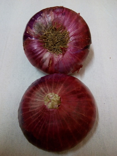 Big Red Onion