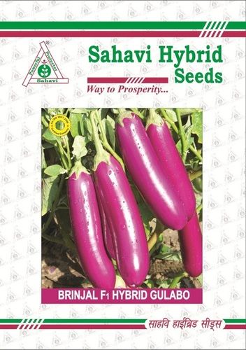 Pink Brinjal F-1 Hybrid Gulabo